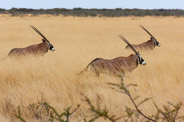 Gemsbok - Namibia - Africa