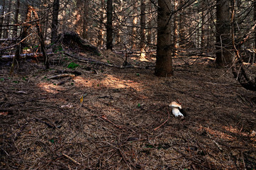 Boletus edulis - edible boletus growing in pine needles in the forest.