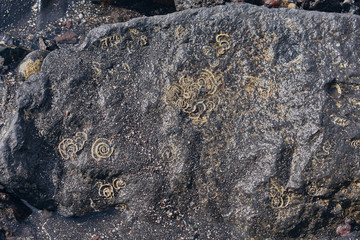 marine fossils found in a rock on the shore