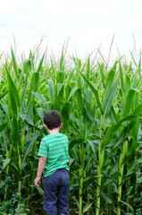 Little boy standing near the edge of a cornfield.