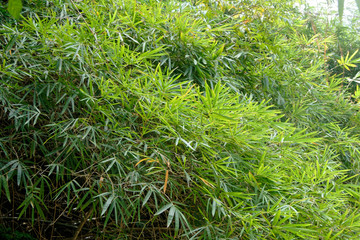 Naklejka premium Feuilles de bambous en milieu humide en Guyane française
