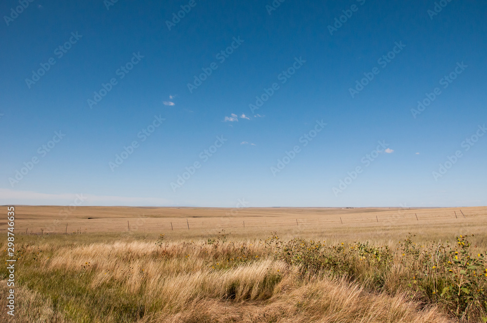 Wall mural wild grass and wild sunflowers on the plains.