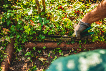 Cutting branches and pruning withered plants. The concept of cleaning and caring for the garden. The man pruns the branches, removes withered plants. Autumn cleaning before winter, spring cleaning.
