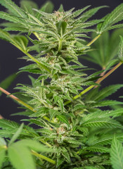 Cannabis Plant Flower HDR