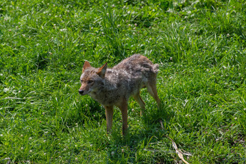 Naklejka na ściany i meble Fox in a nature reserve in Canada