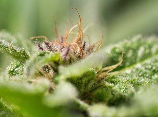 Cannabis Plant Flower HDR