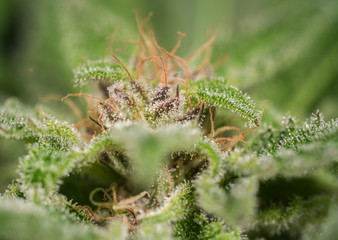 Cannabis Plant Flower HDR