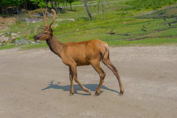 Deer in a nature reserve in Canada