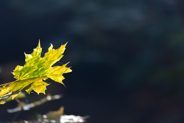 Autumn bokeh background