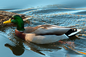 Ducks swimming in lake