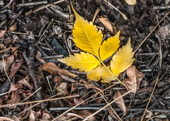 autumn yellow  leaves on the ground