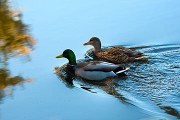 Ducks swimming in lake