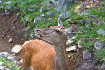 Deer in a nature reserve in Canada