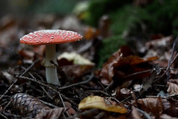 mushroom in the forest