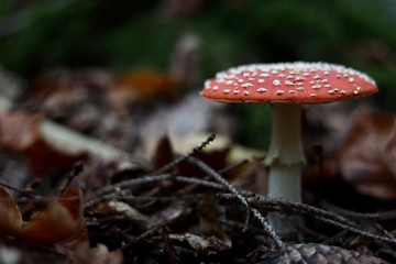 red mushroom in the forest