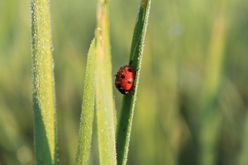 ladybug on grass