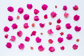 Beautiful red bougainvillea flower on white background. Top view