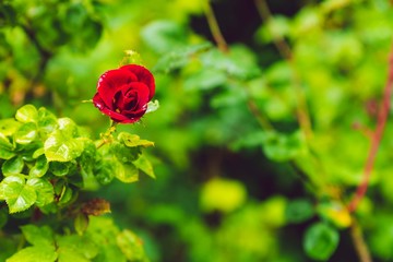 red rose in garden