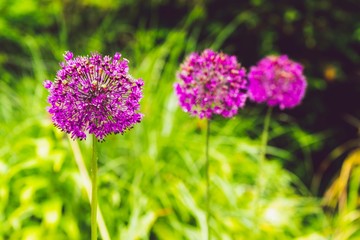 three allium