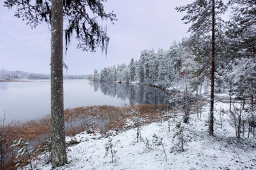 Pine tree with fungus in winter landscape with purple sky, and river and conifers covered in snow