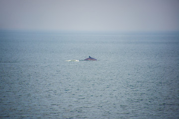 Whale watching in Canada in its habitat