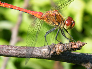 red dragonfly