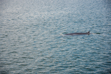 Fototapeta premium Whale watching in Canada in its habitat