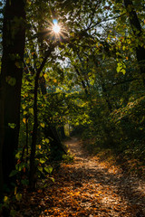 Fototapeta premium Autumn forest