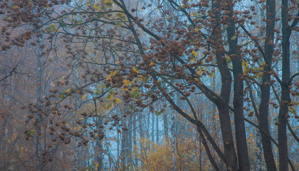 November autumn season foggy forest foliage natural mysterious background 