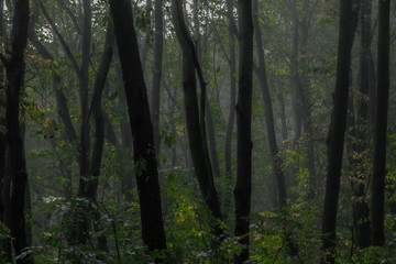 Foggy autumn forest