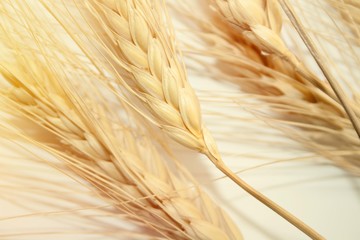 Dry ears of wheat closeup, yellow background.