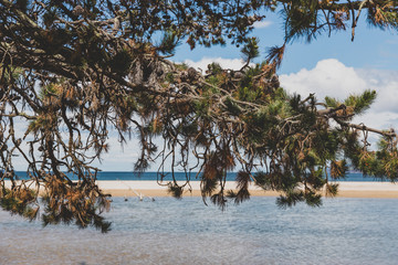 Australian beach landscape with tree branches in the foreground