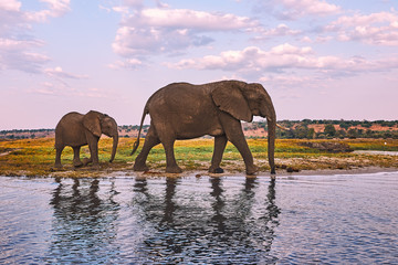 Naklejka premium Mother elephant and her baby walking.