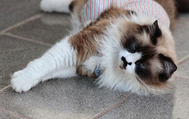 cute himalayan cat in the backyard 