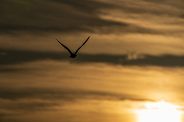Vogel im Flug bei Sonnenuntergang