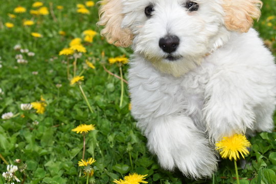 Cachorro de Bichon Maltes jugando en el parque.