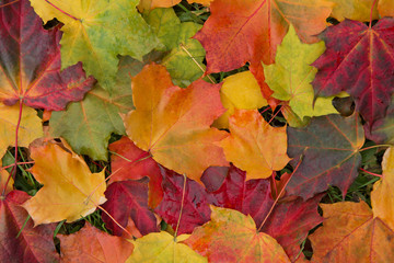 Naklejka na ściany i meble Fallen colorful autumn maple leaves background texture