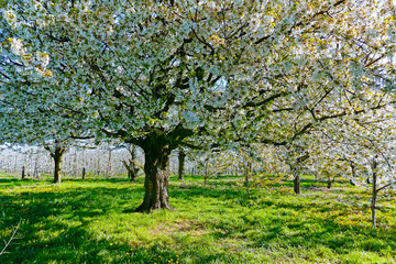 Fototapeta na wymiar Spring blossom of cherry trees in orchard, fruit region Haspengouw in Belgium