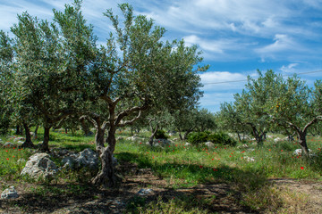 Olive trees growing on plantanions in Italy