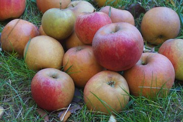 Autumn apples