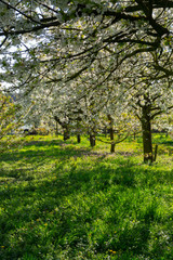 Spring blossom of cherry trees in orchard, fruit region Haspengouw in Belgium