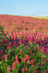 Flora of Sicily, colorful flossom of wild flowers, peas and French honeysuckle, pink sulla flowers on meadow in mountains, production of natural bio honey.