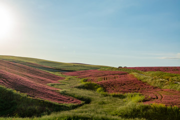 Landscape with red blossom of honey flowers sulla on pastures and  green wheat fields on hills of Sicily island, agriculture in Italy