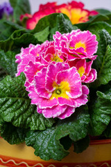 Garden works in spring, colorful primula flowers close up