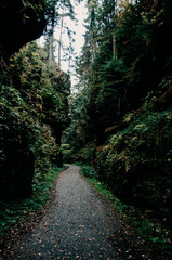 Felsen , Wald Weg, Rathen