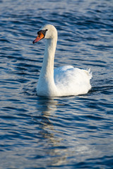 Naklejka premium Dark winter days in Poland, white swans swimming in cold Baltic sea