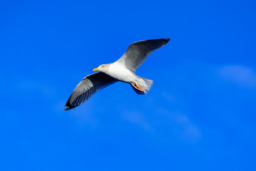 Seagull sea bird flying in blue sky close up