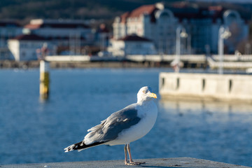 Seagull sea bird on old pier of Sopot, Poland - obrazy, fototapety, plakaty