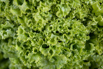 background. defocusing. green lettuce on the market / in the store