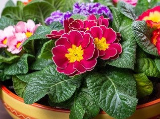 Garden works in spring, colorful primula flowers close up
